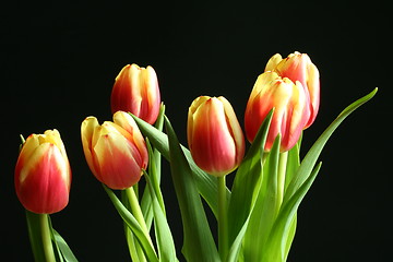 Image showing tulips