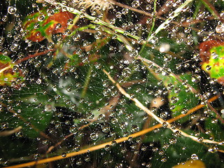 Image showing Spider drops