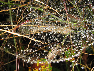 Image showing Spider drops