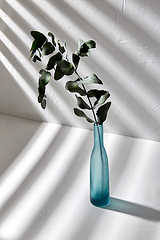 Image showing eucalyptus branch in glass vase on white table