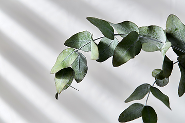 Image showing green eucalyptus branch over white background