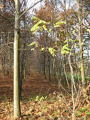 Image showing Autumn colors