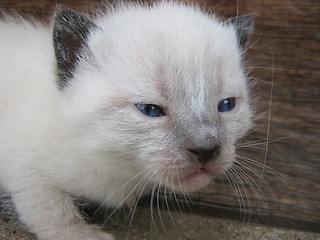 Image showing White tiger