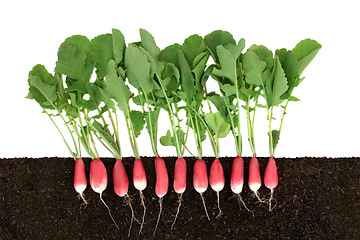 Image showing Organic Radish Growing in Earth