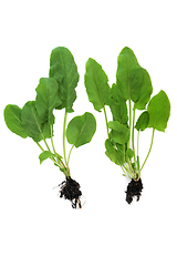 Image showing Spinach Plants with Earth Root Balls