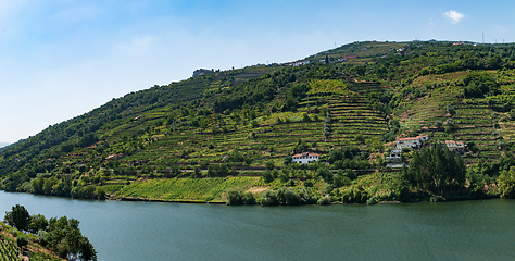 Image showing Point of view shot of terraced vineyards in Douro Valley