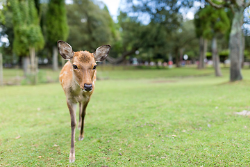 Image showing Lovely Deer at nara park