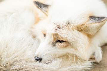 Image showing Sleepy Vulpes vulpes