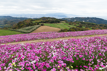 Image showing Cosmos flower field