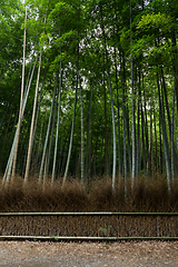 Image showing Green Bamboo in Kyoto city