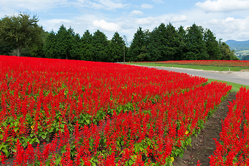 Image showing Red Salvia field