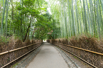 Image showing Bamboo Forest in Japan, Arashiyama, Kyoto