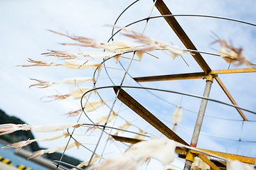 Image showing Drying out fo squid in Japan