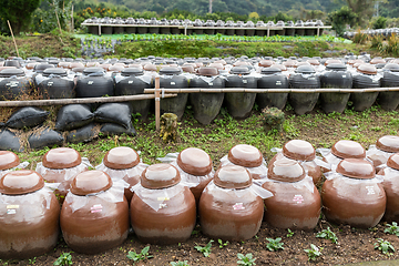 Image showing Barrel of Vinegar store in outdoor