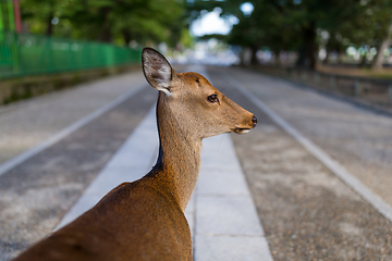 Image showing Cute Wild deer in Nara park