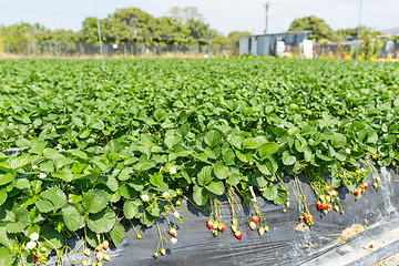 Image showing Strawberry field