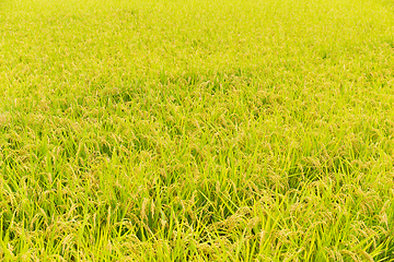 Image showing Rice meadow