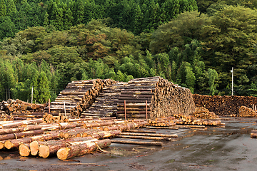 Image showing Pine timber stacked at lumber yard