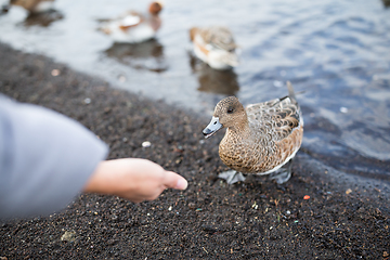 Image showing Feeding duck