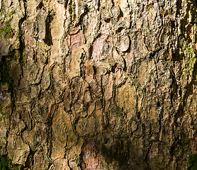 Image showing Tree bark texture under sunlight