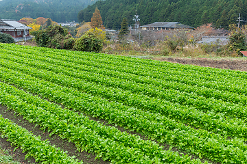 Image showing Lettuce field