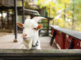 Image showing Little sheep in farm