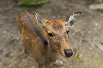 Image showing Adorable deer