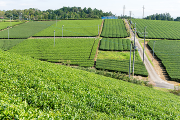 Image showing Green tea plant farm