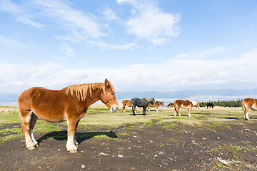 Image showing Horses in the field