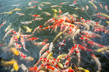 Image showing Colorful fancy carp fish, koi fish