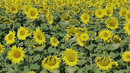 Image showing Field of flowering sunflowers with bees collecting honey