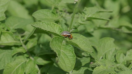 Image showing Colorado beetle eats a potato leaves young