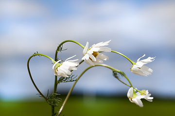 Image showing bent camomile flowers