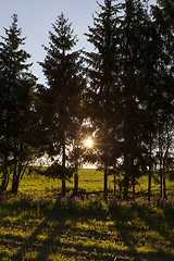 Image showing spruce growing together