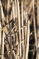 Image showing wheat after harvesting