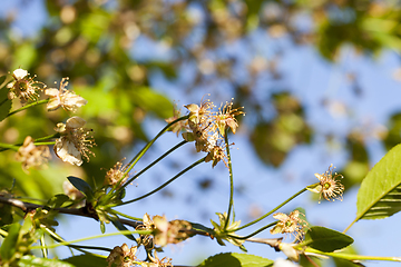 Image showing faded cherry blossoms