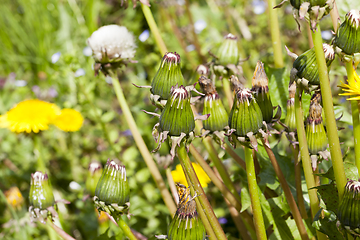 Image showing spring flowers, dandelions