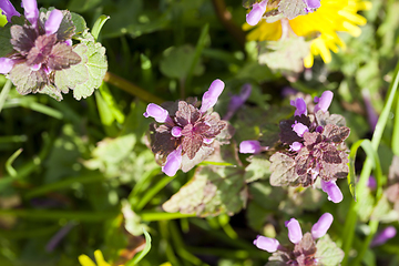 Image showing spring flowers