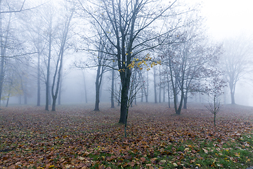 Image showing park in autumn