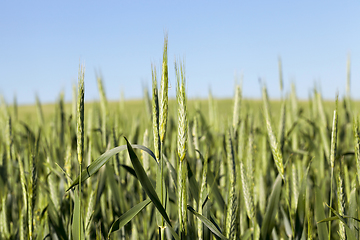 Image showing Agricultural field on which grow immature cereals, wheat