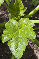 Image showing large green leaf