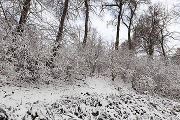 Image showing Winter park with snow