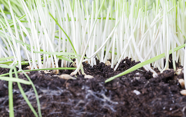 Image showing cut young green wheat