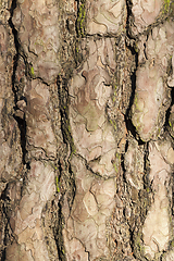 Image showing old pine bark