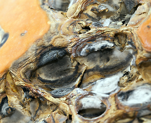 Image showing dry surface of the pumpkin
