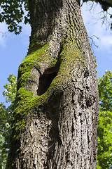 Image showing tree trunk