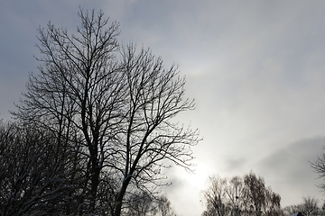 Image showing bare deciduous trees