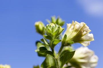 Image showing petunia flower