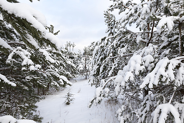 Image showing pine under snow