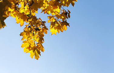 Image showing yellowed maple trees in autumn